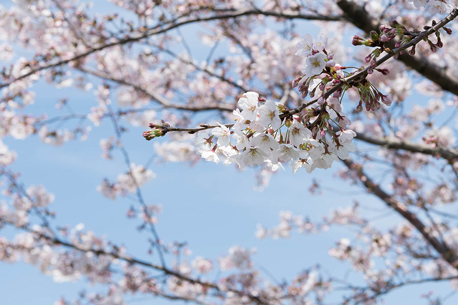 黒目川の桜はほぼ満開