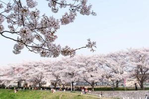 桜満開！黒目川の花見（2018年）