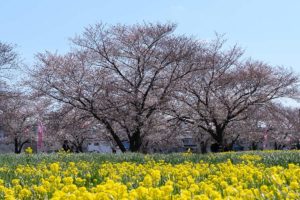 黒目川の桜はまだ八分咲き（2019年）